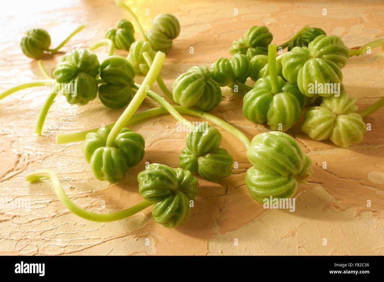 Fresh edible nasturtium seeds Stock Photo