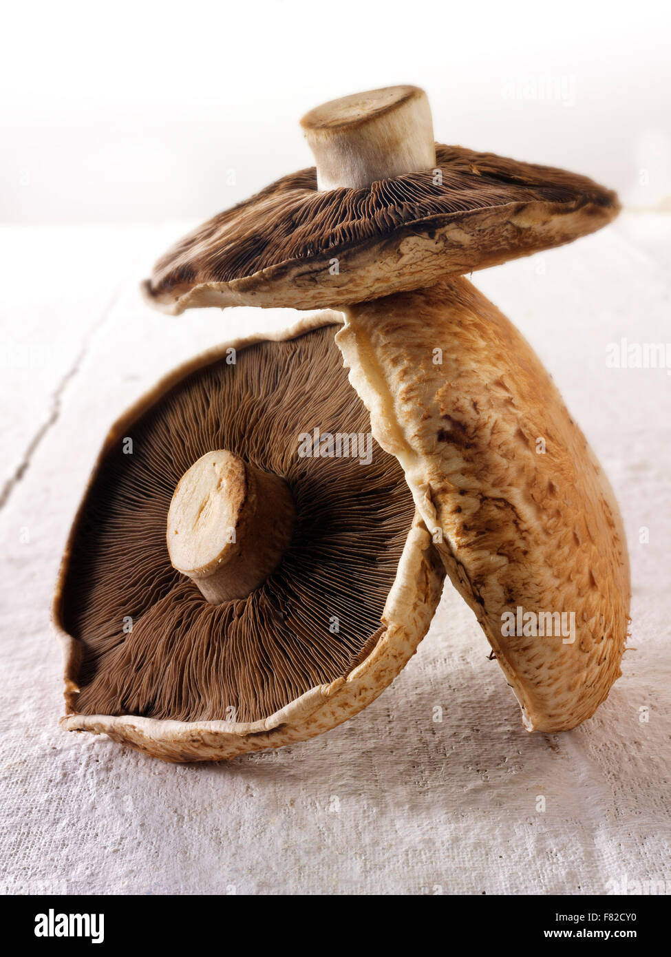 Whole Fresh open capped field mushrooms against a white background Stock Photo