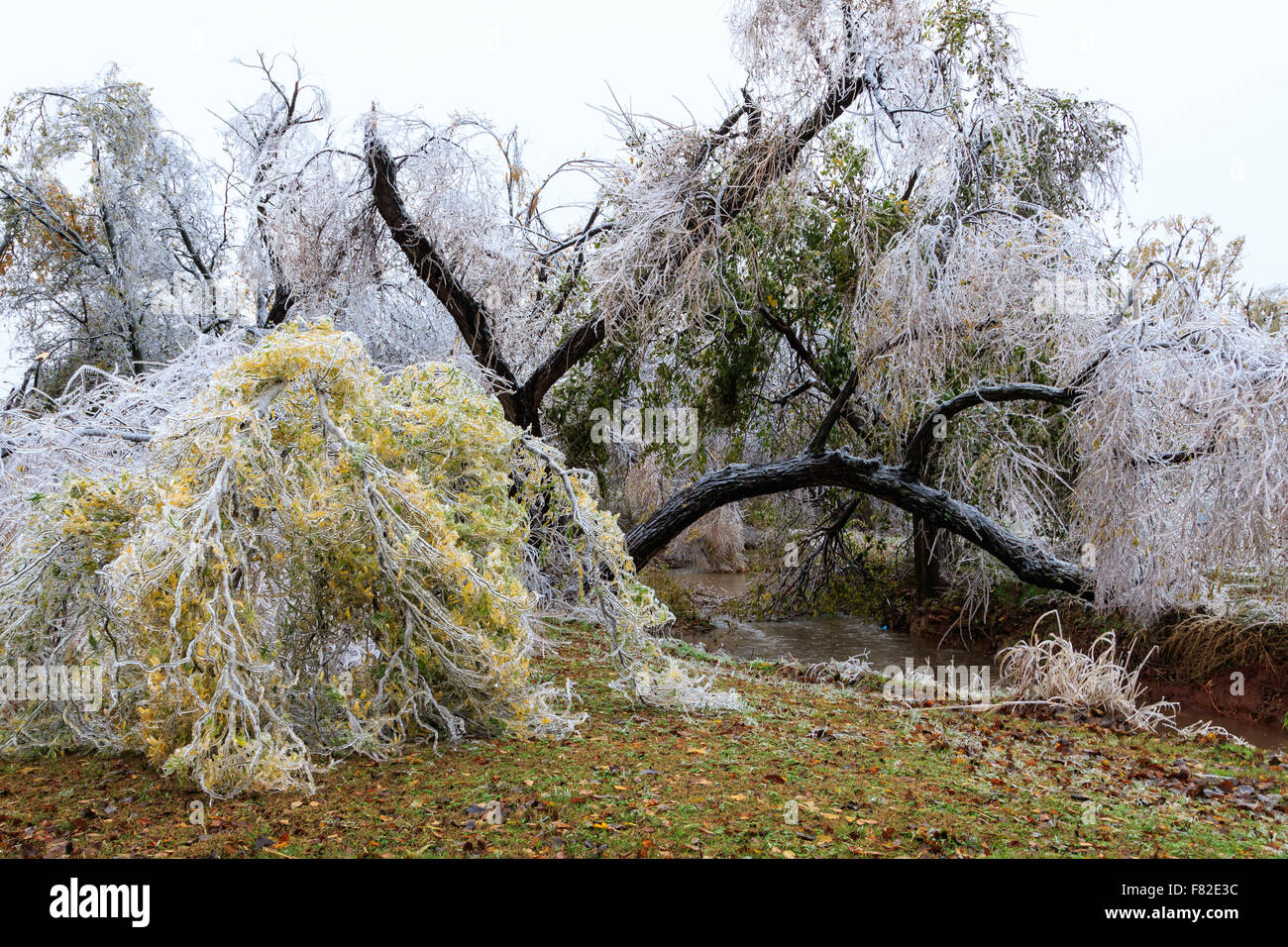Trees covered in ice after a late fall ice storm in Oklahoma Stock