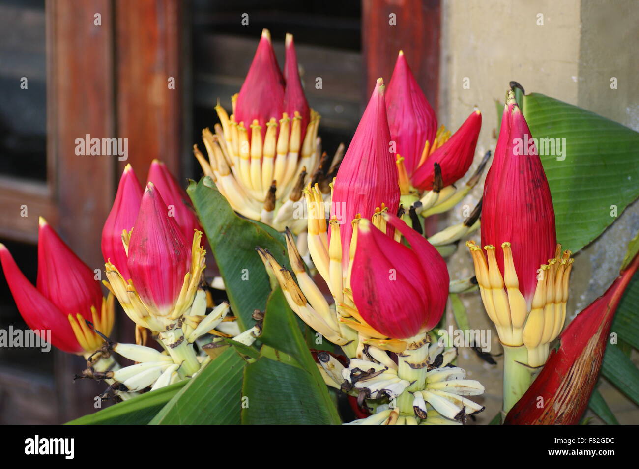 Red flowers. Exotic bouquet of flowers of a banana. Sapa, Vietnam, Lao