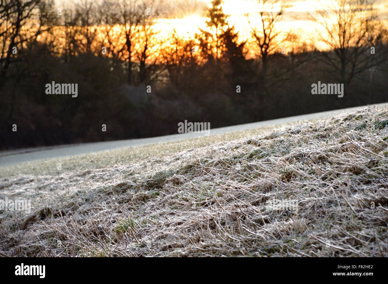 Frosted field grass dawn hi-res stock photography and images - Alamy
