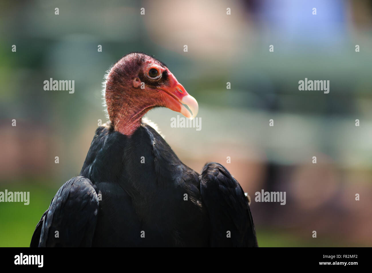 Turkey Vulture profile portrait (latin name Cathartes aura), Alberta
