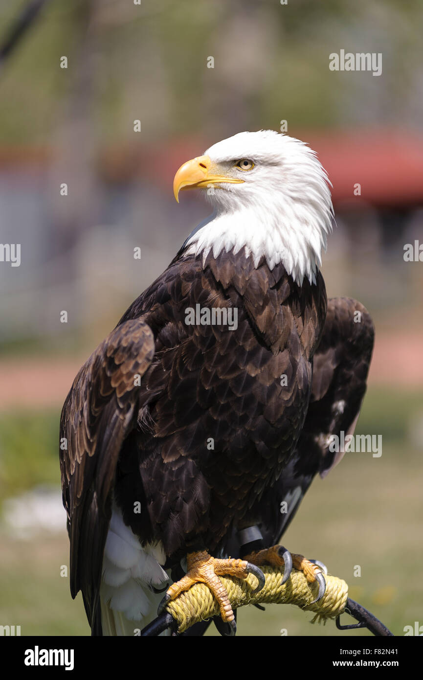Bald eagle tail feathers hires stock photography and images Alamy
