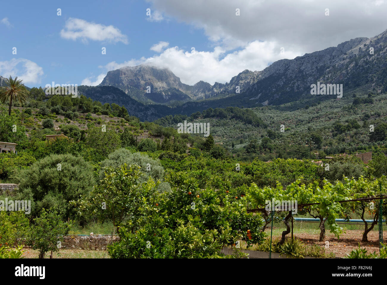 View over vine yards in Soller with mountains in background Stock Photo