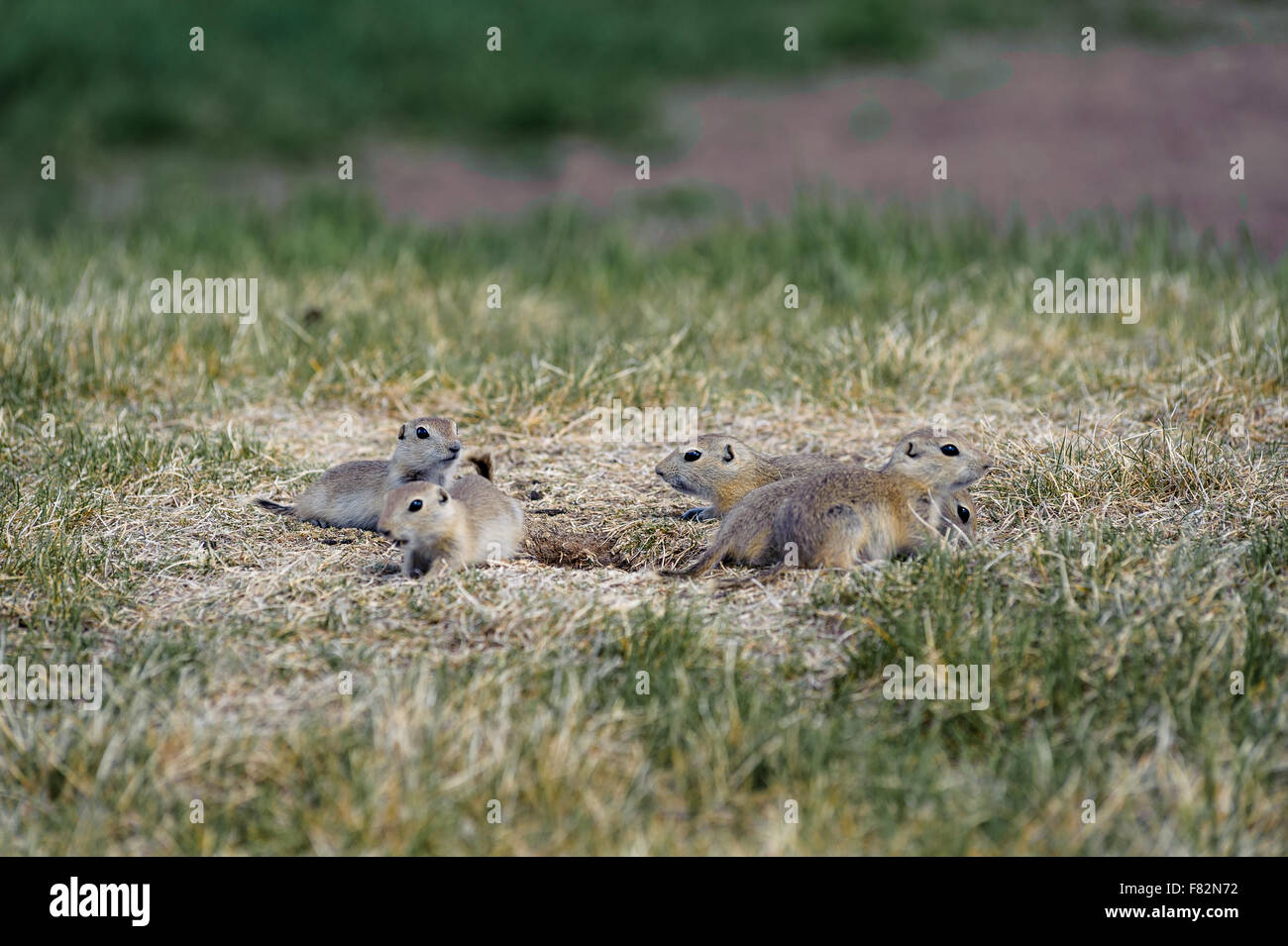 Prairie Dogs family, latin name (Cynomys ludovicianus) and nest in Canadian Prairies of Alberta,Canada Stock Photo