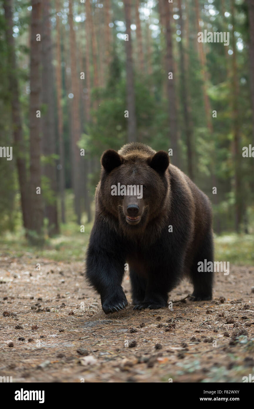Large European Brown Bear / Europaeischer Braunbaer ( Ursus arctos ) comes close, frontal view, eye contact. Stock Photo