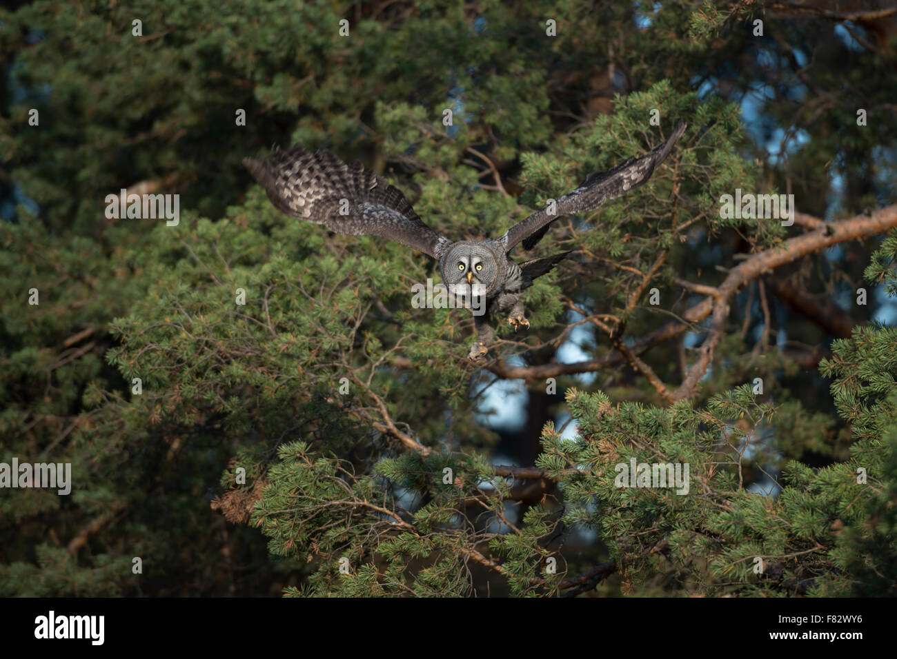 Great Grey Owl / Bartkauz ( Strix nebulosa ) takes off from the edge of a pine forest for hunting flight. Stock Photo