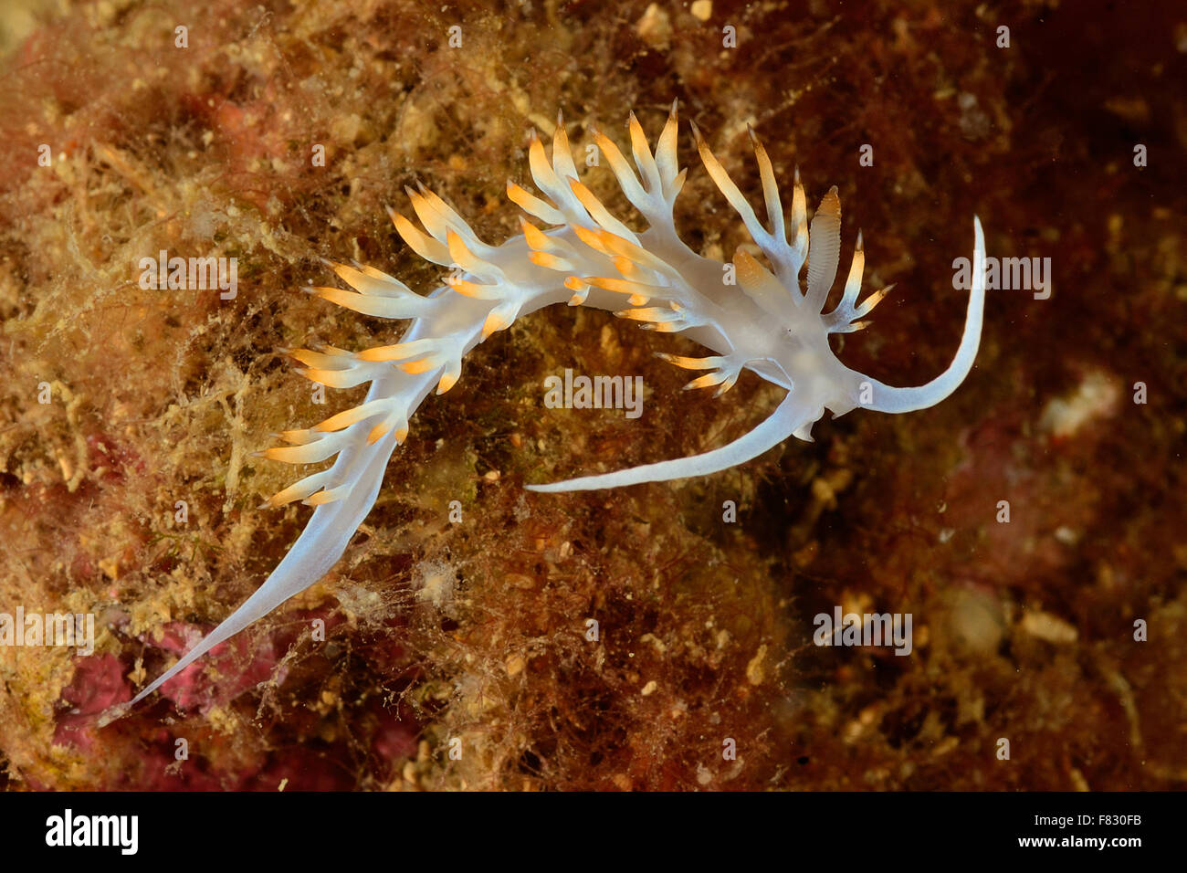 Aeolid nudibranch, Flabellina lineata,  Flabellinidae, Tor Paterno Marine Park, Rome, Lazio, Italy, Mediterranean Sea Stock Photo