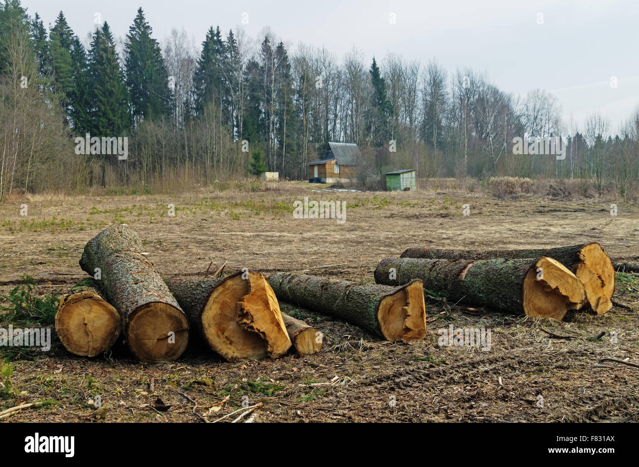 Cutting down trees near village Stock Photo Alamy