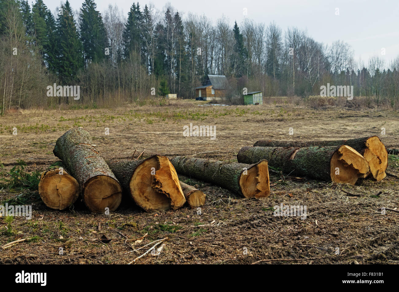 Cutting down trees near village Stock Photo Alamy