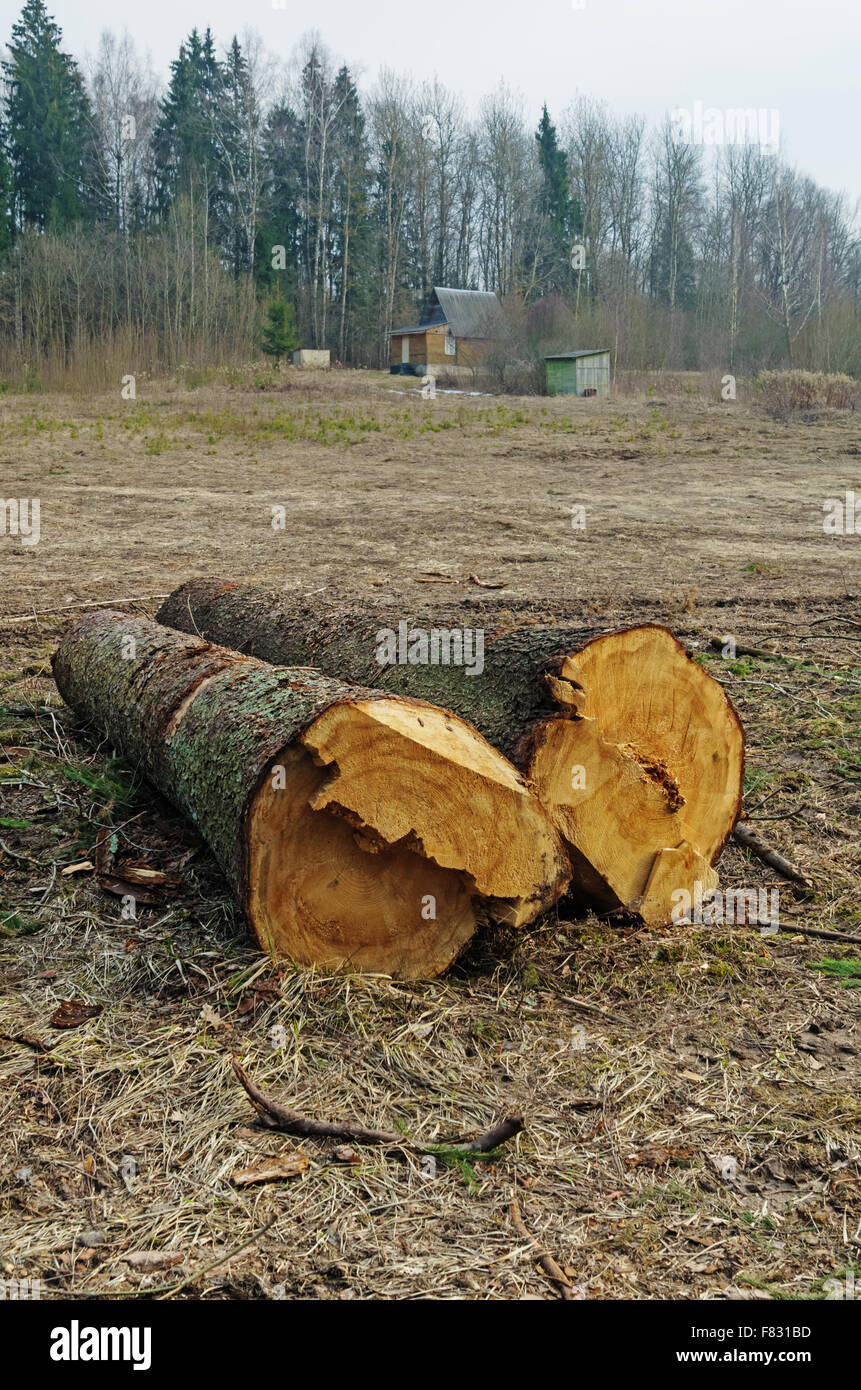 Cutting down trees near village Stock Photo Alamy