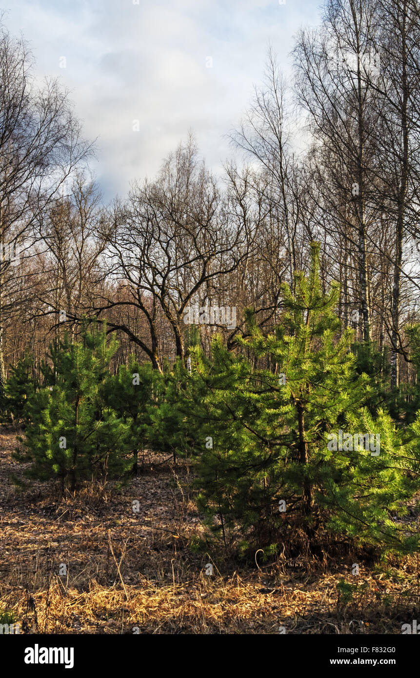 Spring forest landscape with small pines Stock Photo - Alamy
