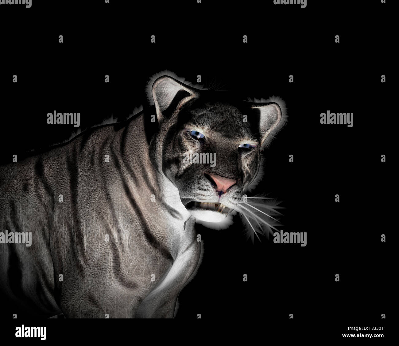 White Tiger Illustration at black background Stock Photo
