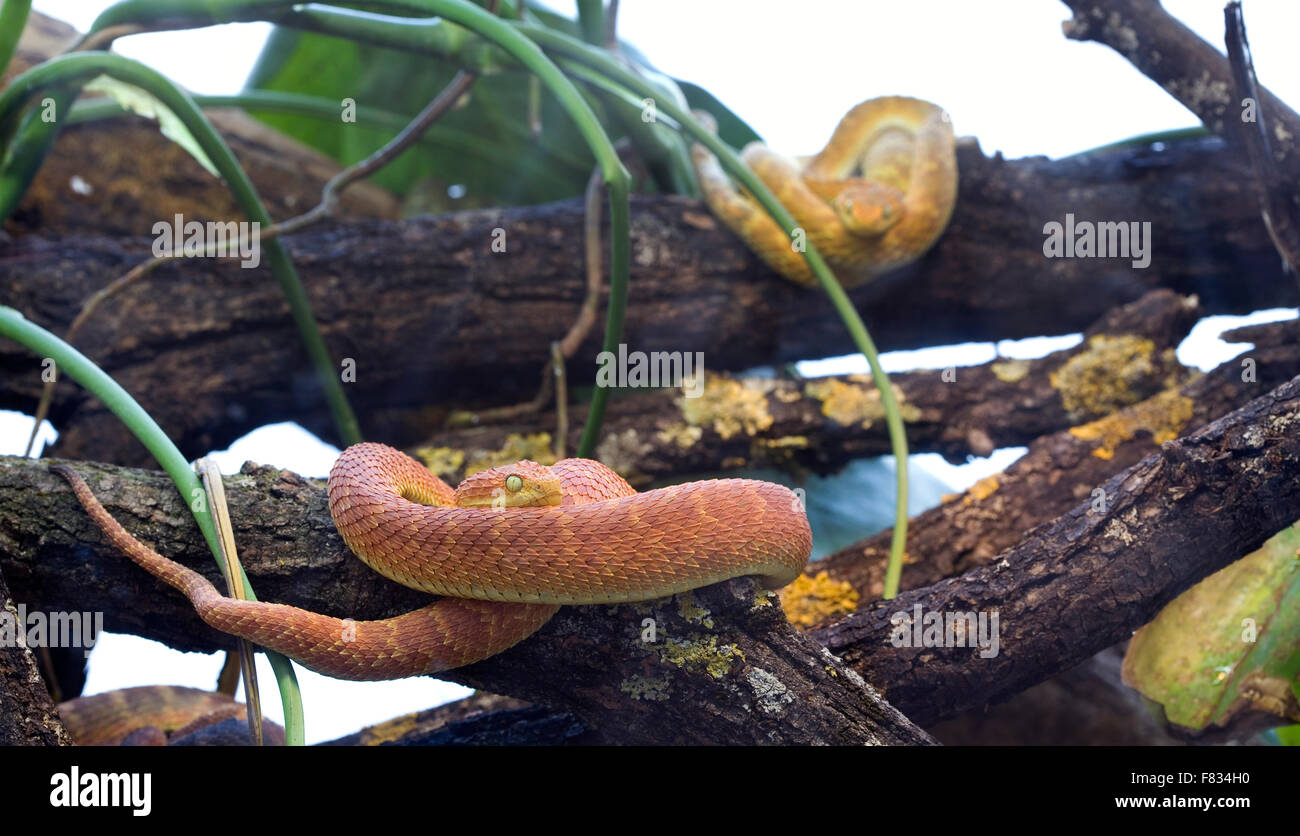 Bush Viper Atheris Squamigera Stock Photo by ©REPTILES4ALL 200496960