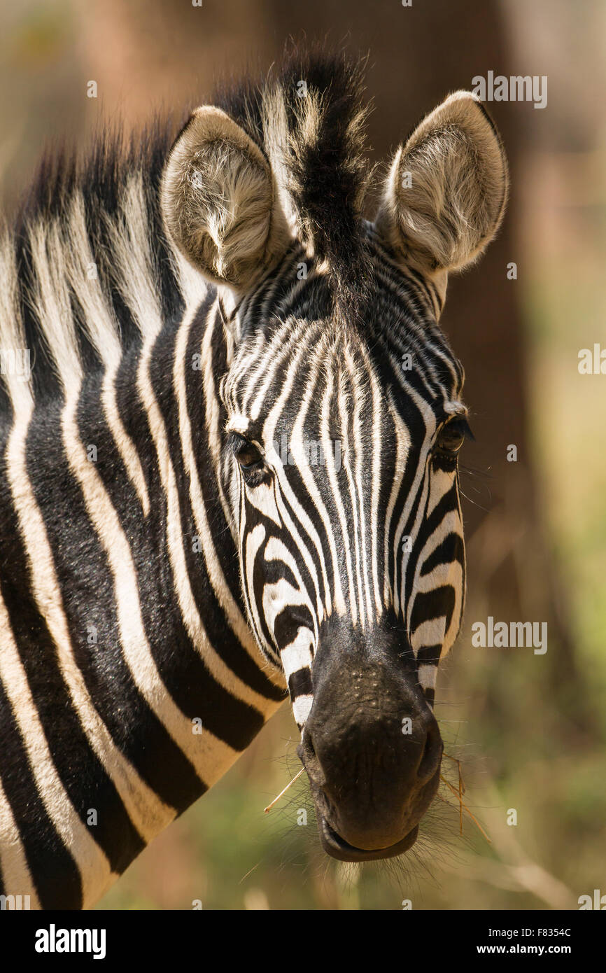 Burchell's zebra Specie Equus quagga burchellii family of equidae Stock ...