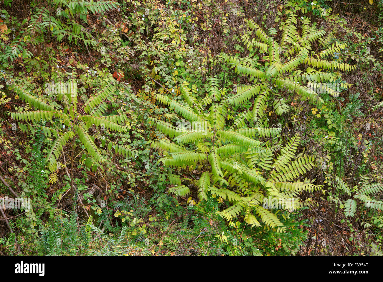 Sumac bushes (Rhus sp.) growing on a hillside. Stock Photo