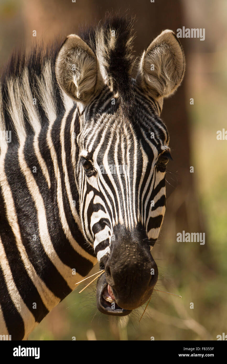 Burchell's zebra Specie Equus quagga burchellii family of equidae Stock ...
