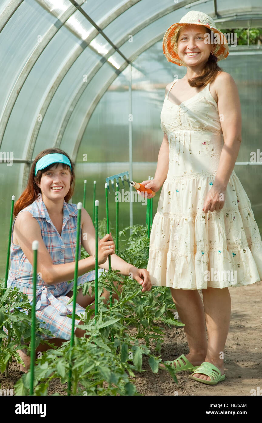 Two women prongs tomato plant at greenhouse Stock Photo - Alamy