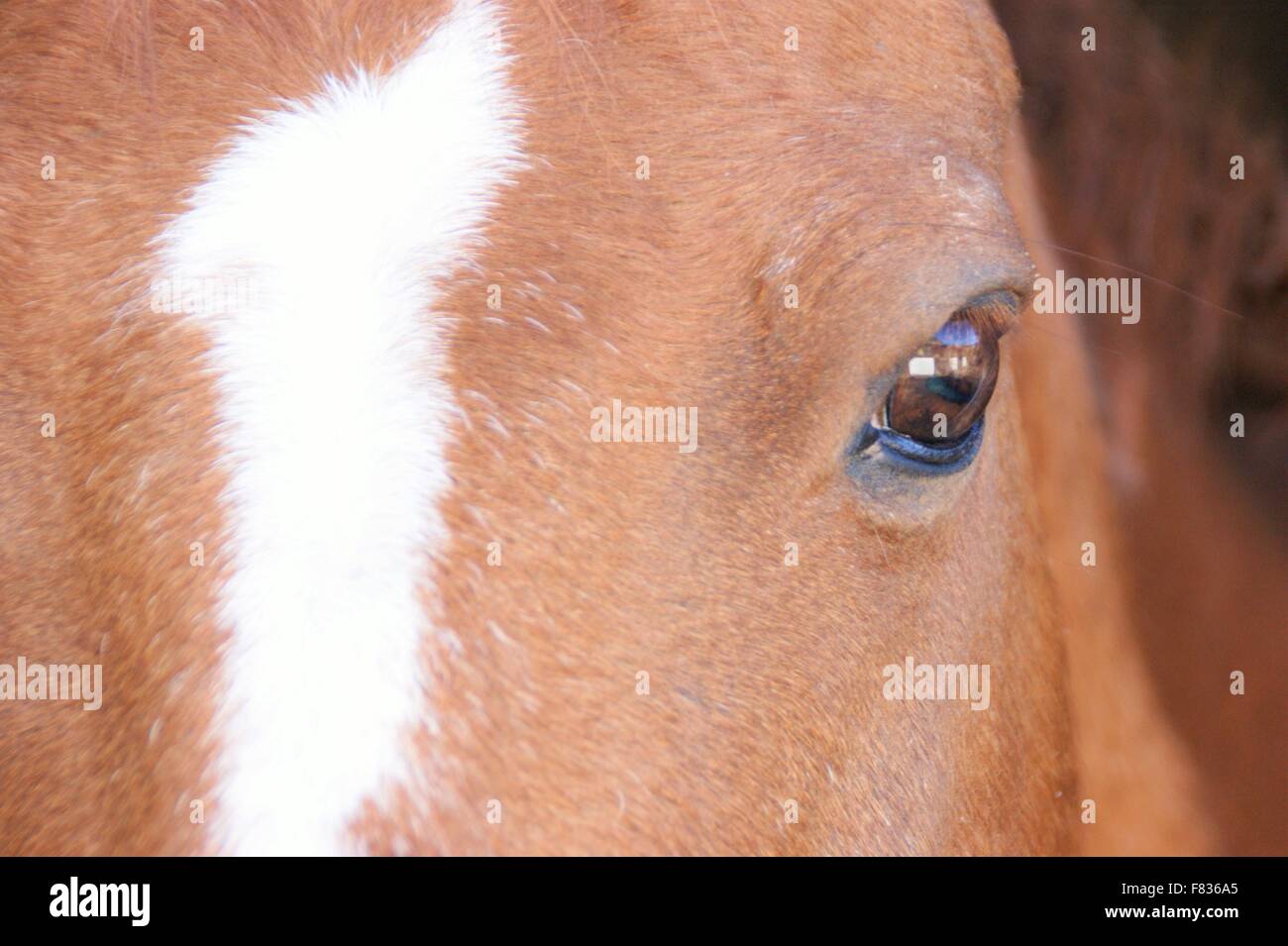 Close up of horses face Stock Photo