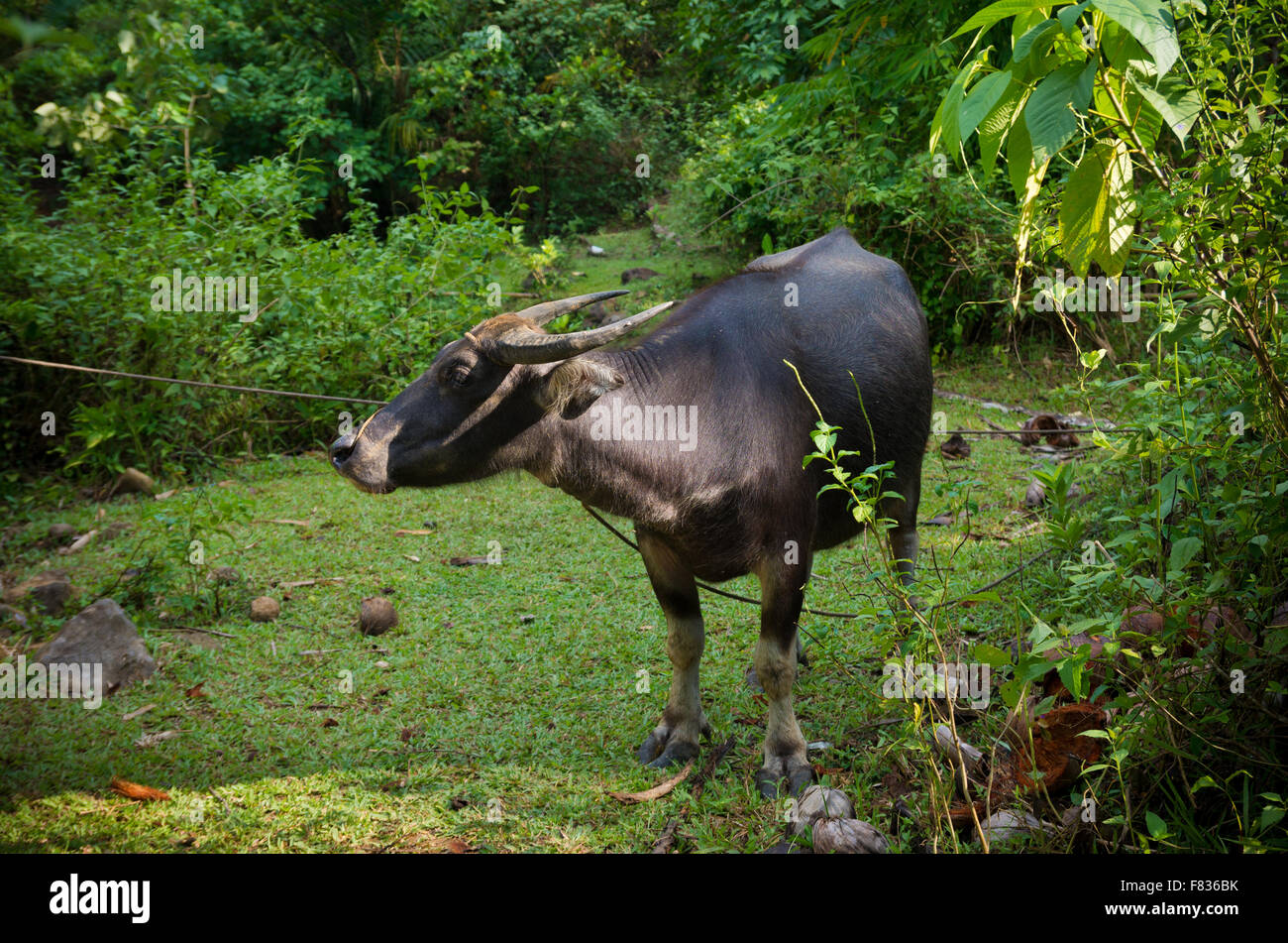 water buffalo in the  philippines Stock Photo