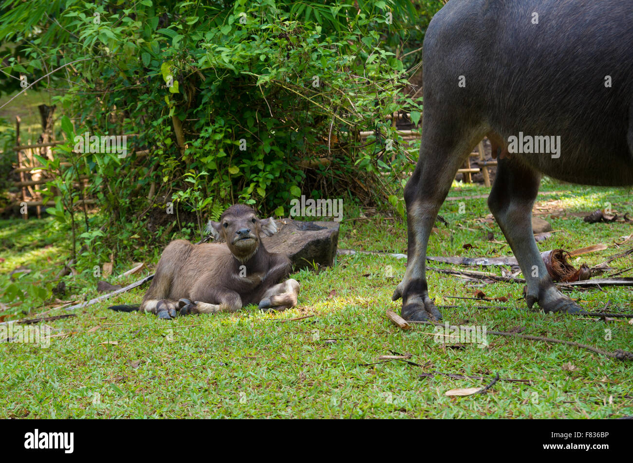 water buffalo calf with its mother Stock Photo Alamy