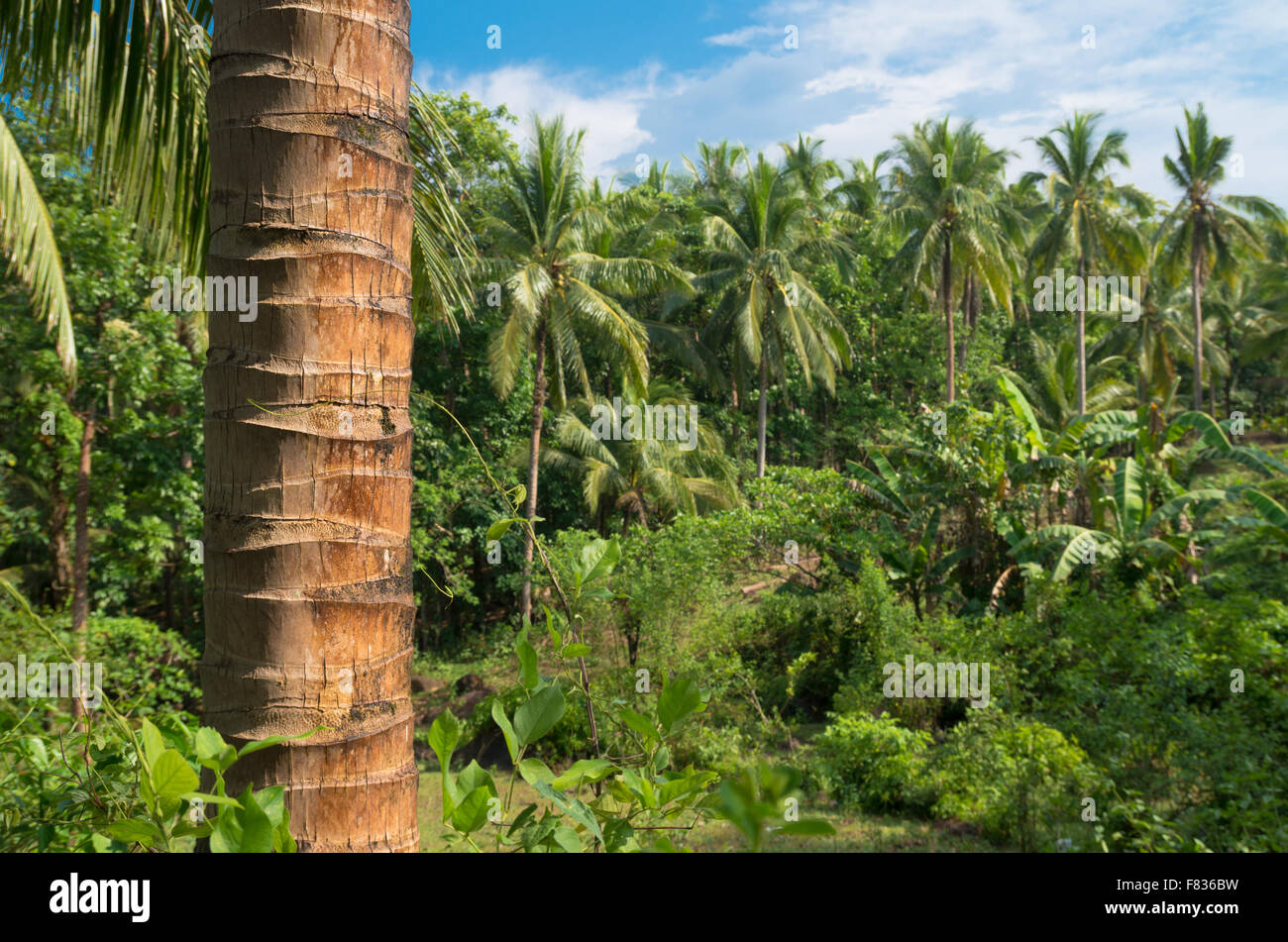 palm tree trunk in a tropical forest Stock Photo