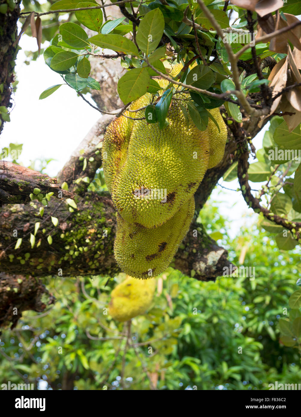 ripe jackfruit on a tree Stock Photo Alamy