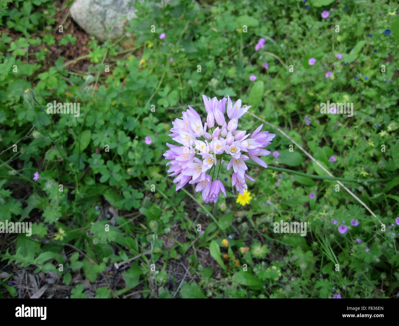 Purple grass hi-res stock photography and images - Alamy