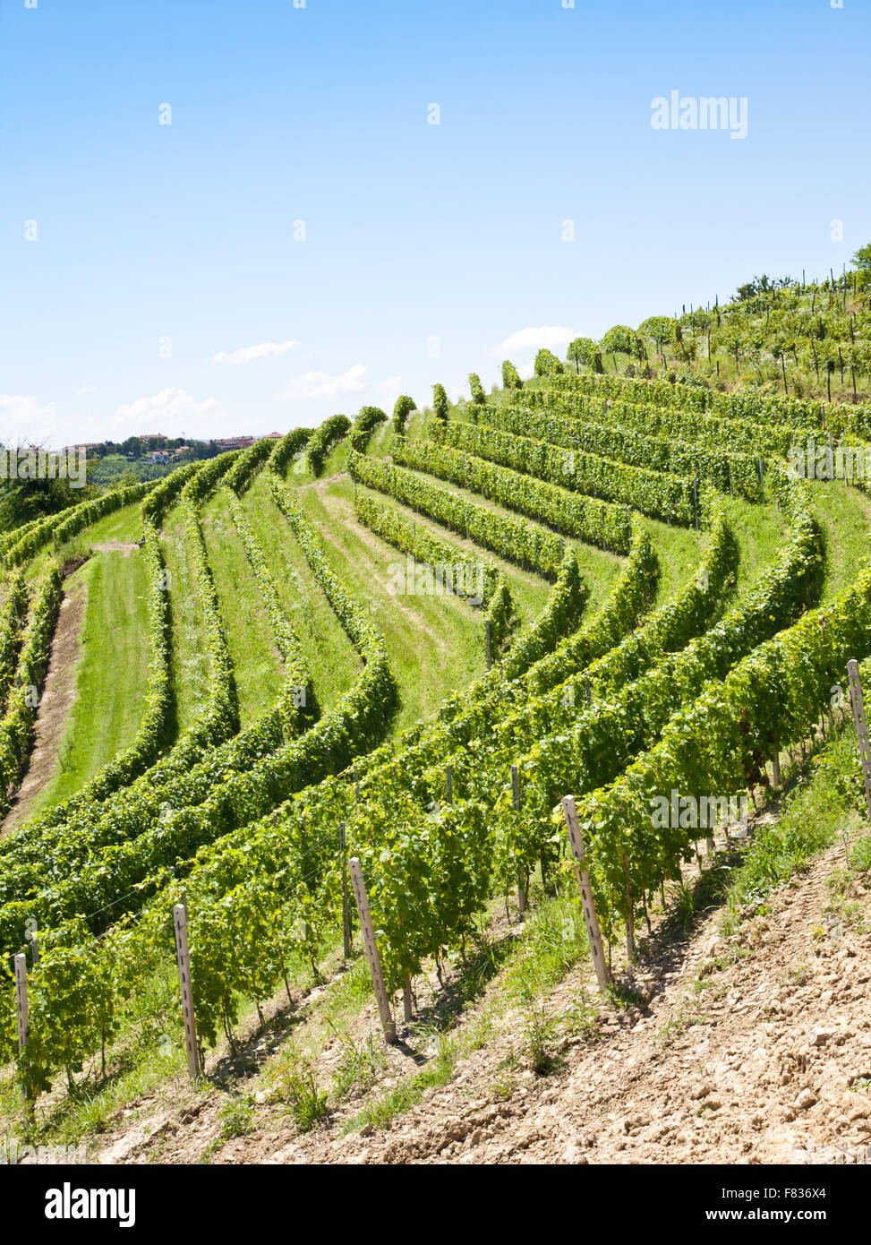 Barbera vineyard during spring season, Monferrato area, Piedmont region, Italy Stock Photo