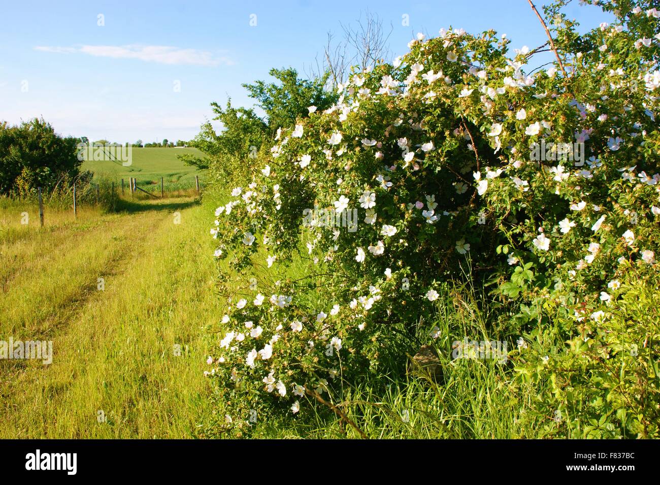 Wild roses edging country path Stock Photo Alamy