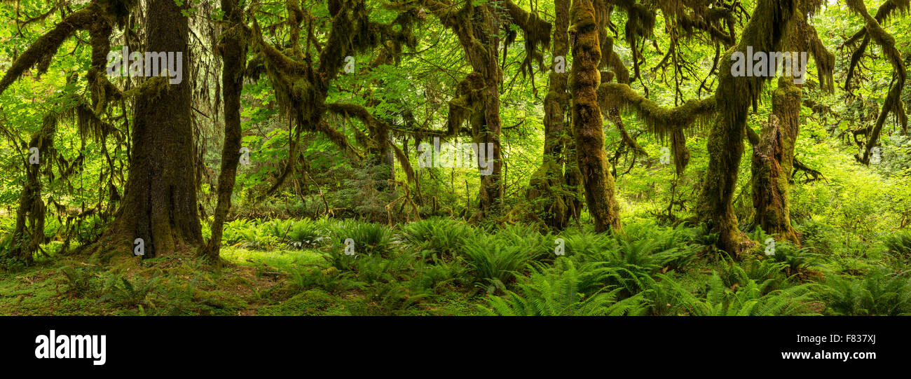 Panoramic image of the Hoh Rainforest on the Hall of Mosses trail in Olympic National Park, Washington. Stock Photo