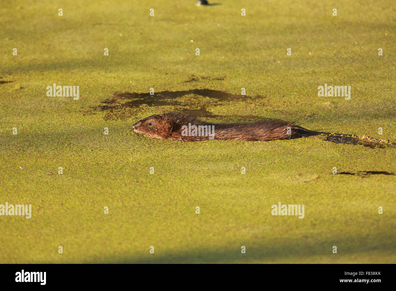 Muskrat (Ondatra zibethicus) swimming in duckweed filled water Stock Photo