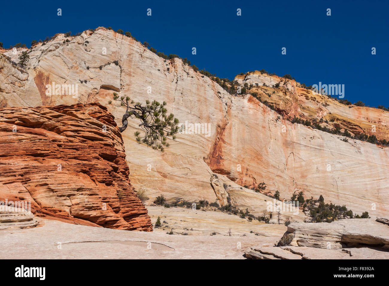 Lone pine zion national park hi-res stock photography and images - Alamy