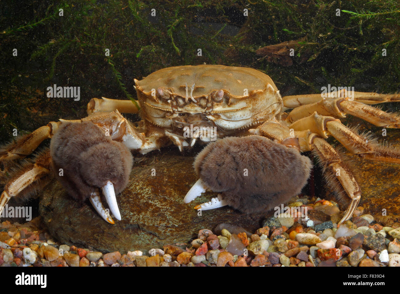 Chinese mitten crab, Shanghai hairy crab, Chinesische Wollhandkrabbe, Wollhand-Krabbe, Eriocheir sinensis, crabe chinois Stock Photo