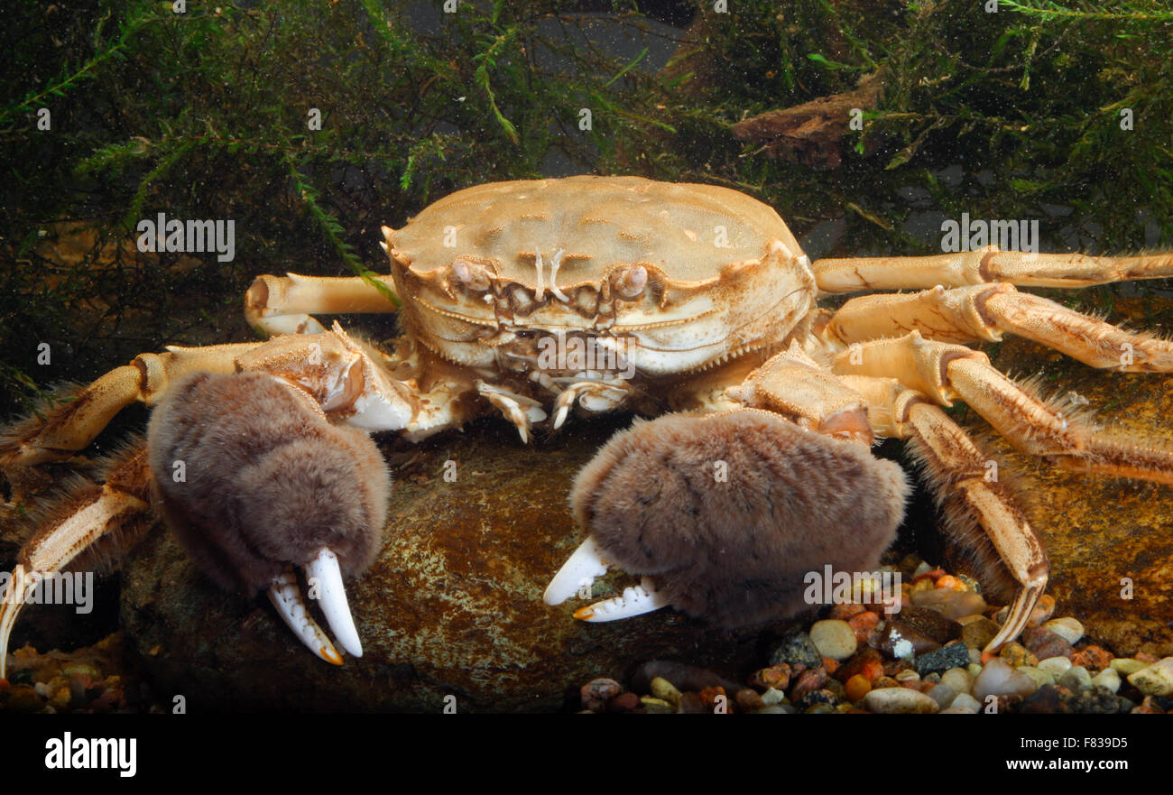 Chinese mitten crab, Shanghai hairy crab, Chinesische Wollhandkrabbe, Wollhand-Krabbe, Eriocheir sinensis, crabe chinois Stock Photo