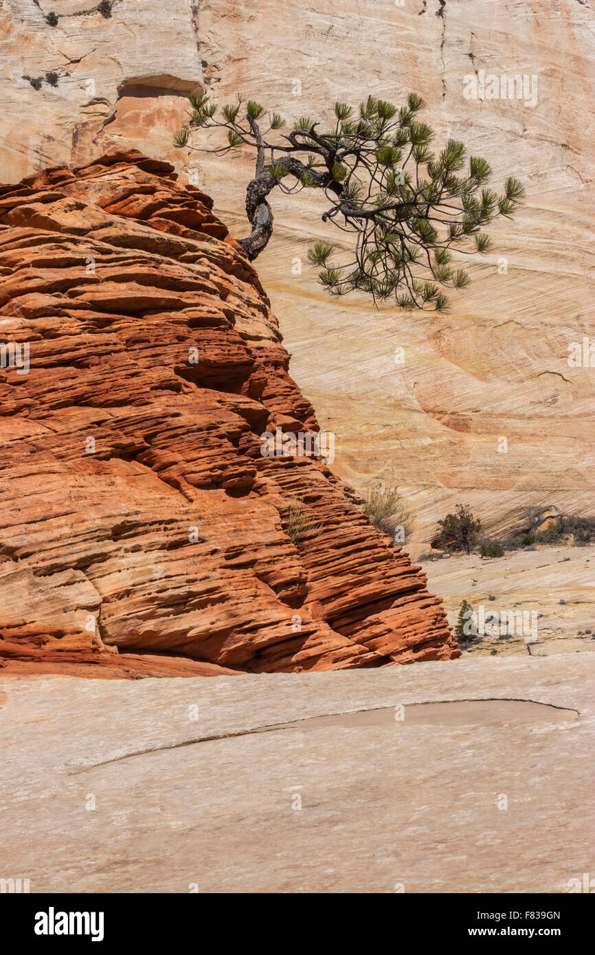 Lone pine tree growing in sandstone rock formation at Zion National