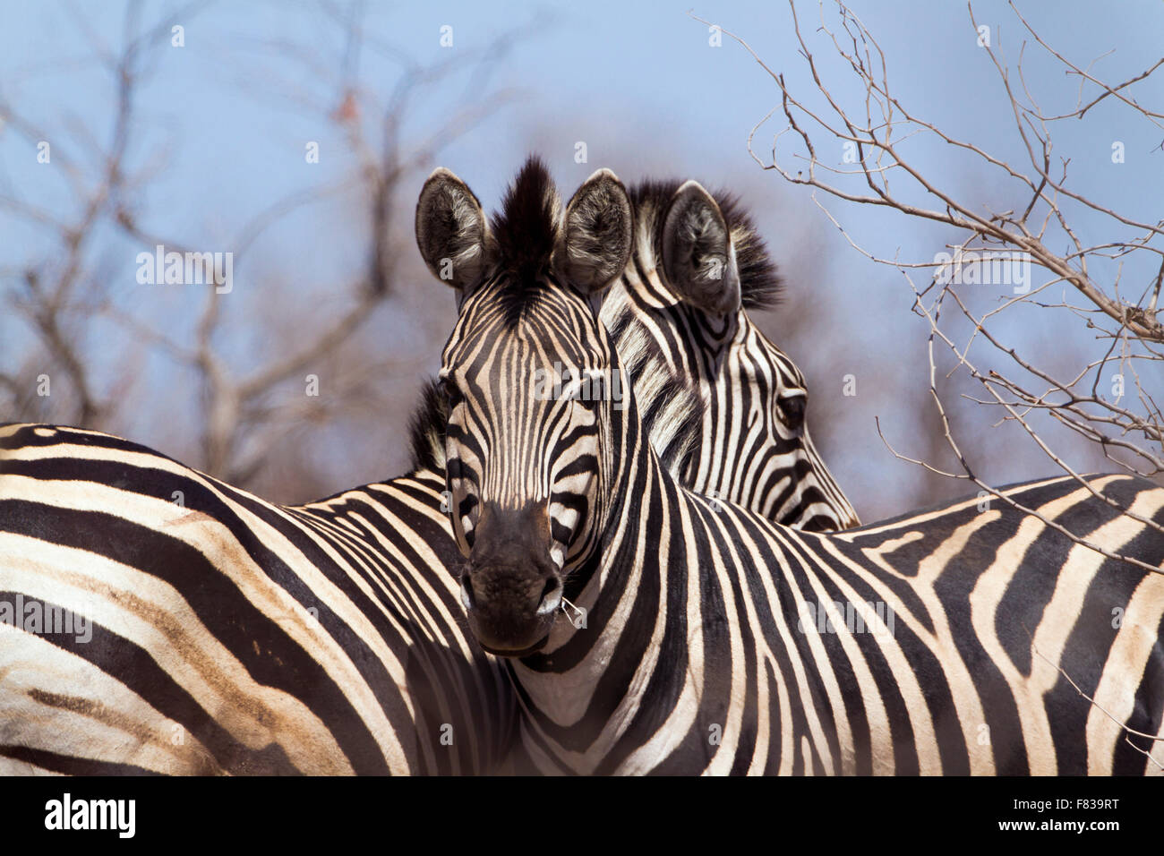 Burchell's zebra Specie Equus quagga burchellii family of equidae Stock ...