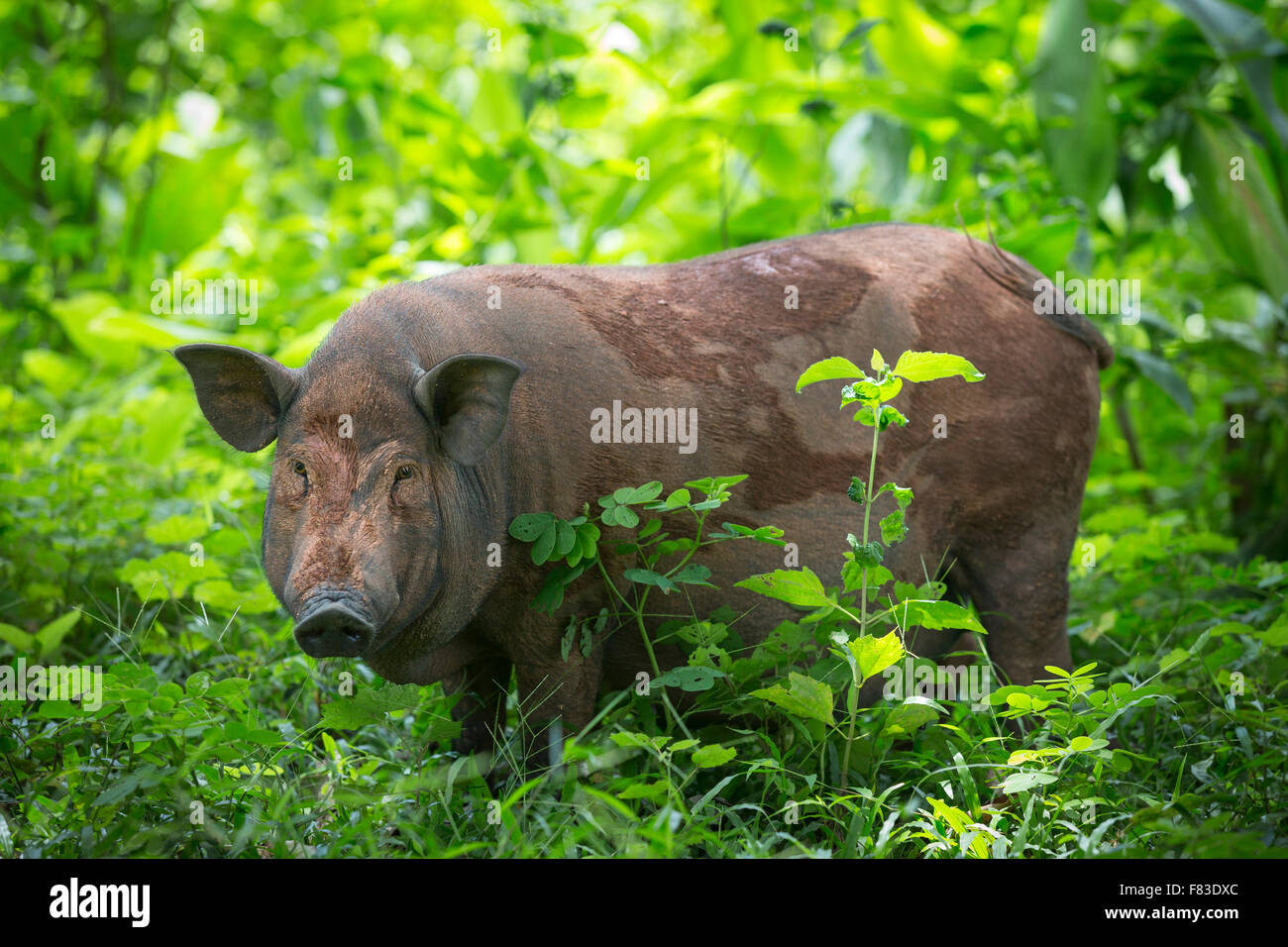 Domestic sow in pig (Sus scrofa domesticus) bred in the open (Kratie - Cambodia - Southeast Asia). Truie gravide domestique. Stock Photo
