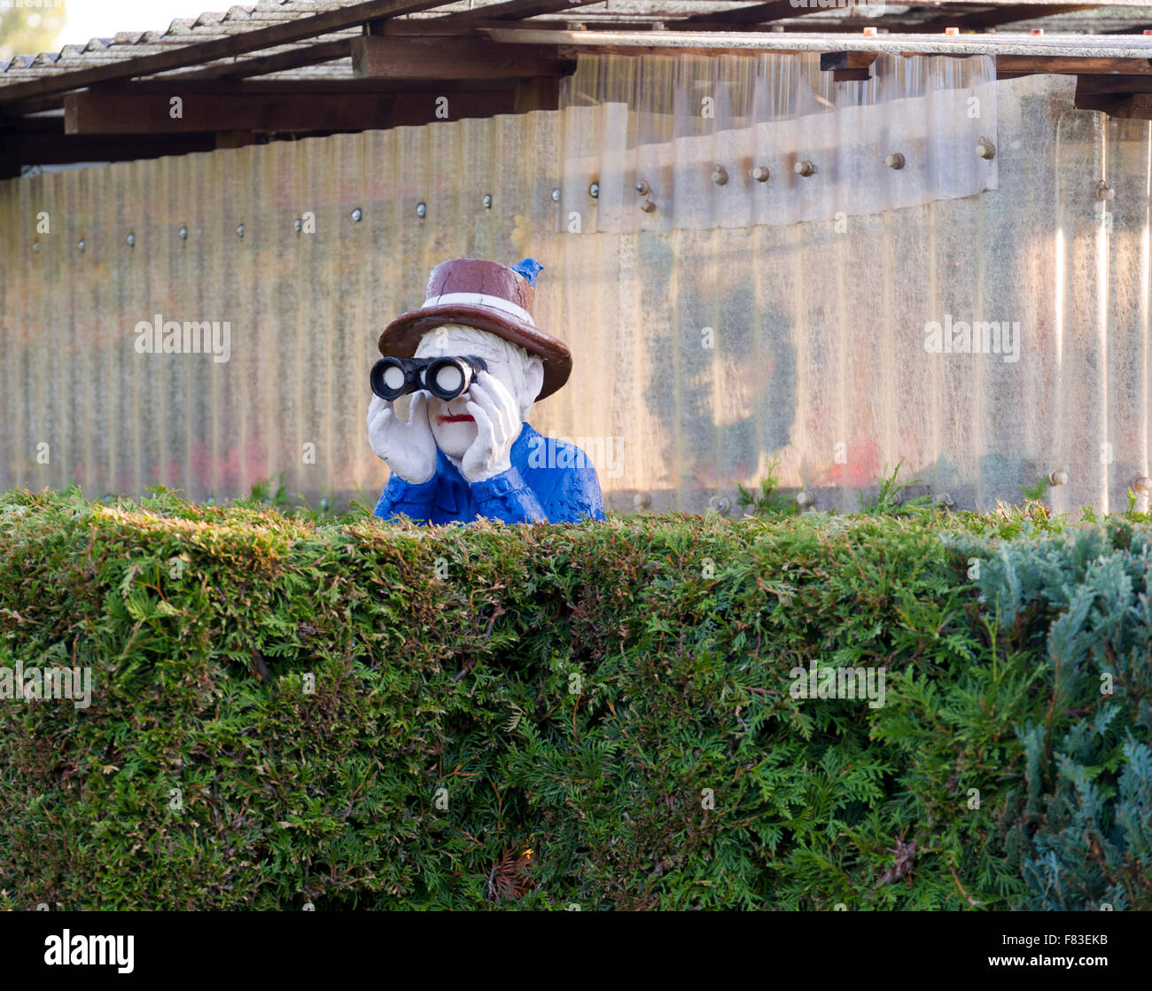 Molded plastic figurine of an old man with binoculars looking over a hedge at his neighbours. Nosy busybody. Stock Photo