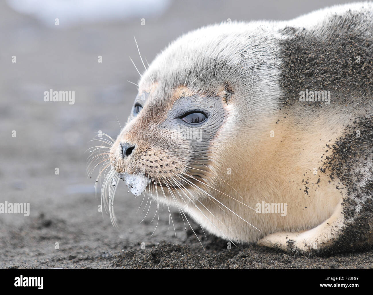 The Island of Svalbard close to the Arctic is one of the coldest places on earth however global warming has impact Stock Photo