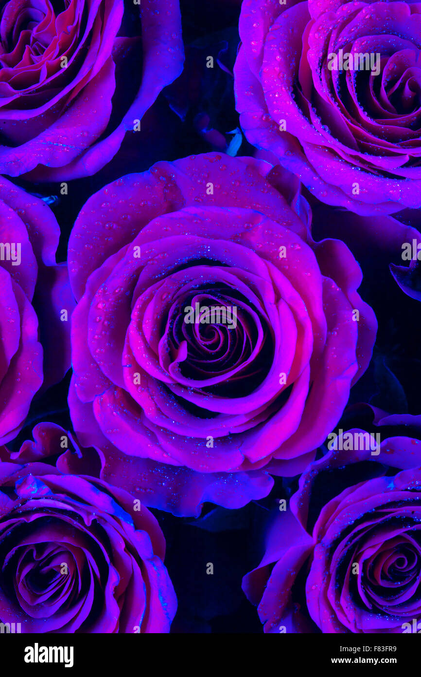 Closeup of Purple Roses Stock Photo