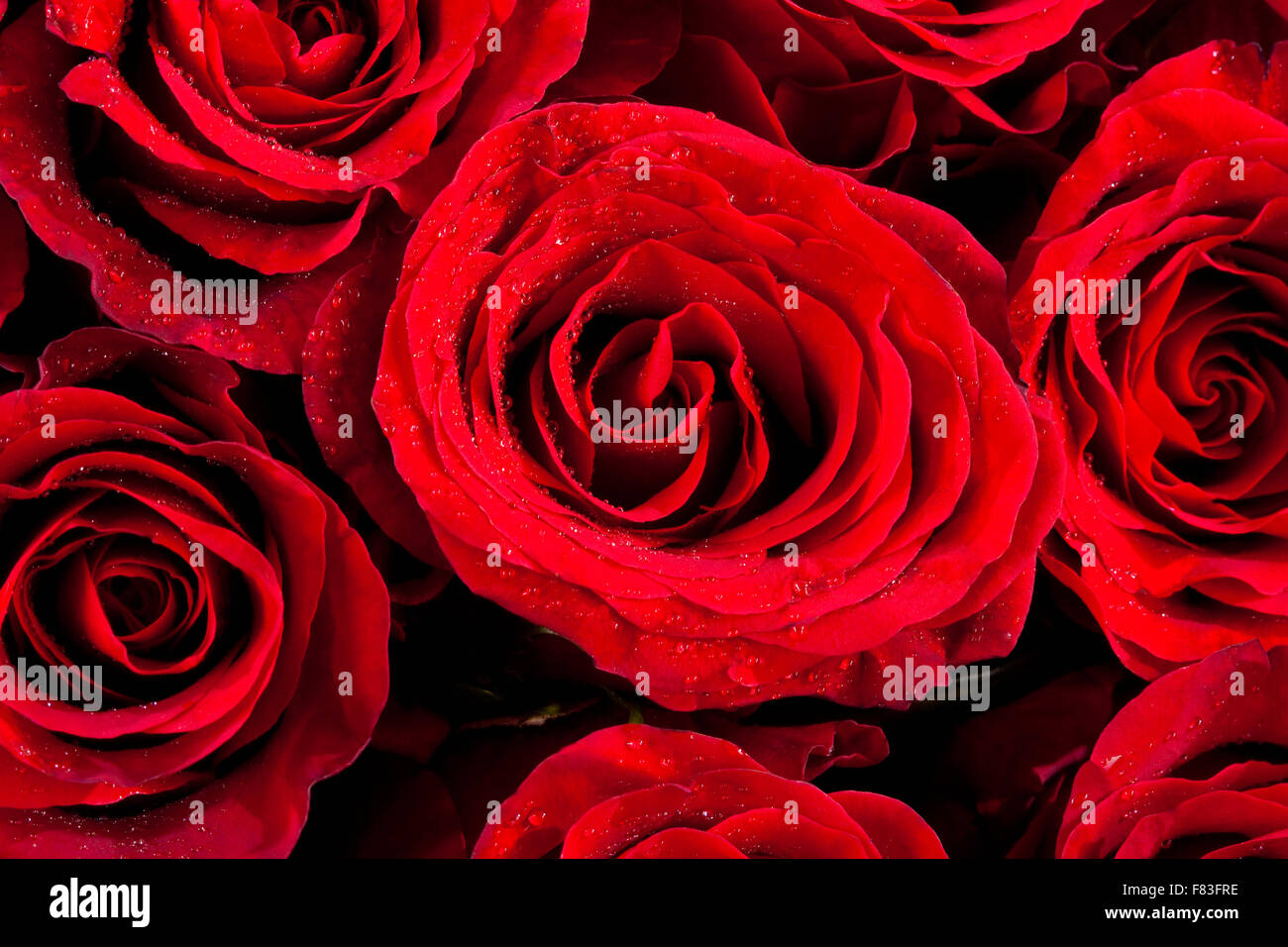 Closeup of Red Roses Stock Photo