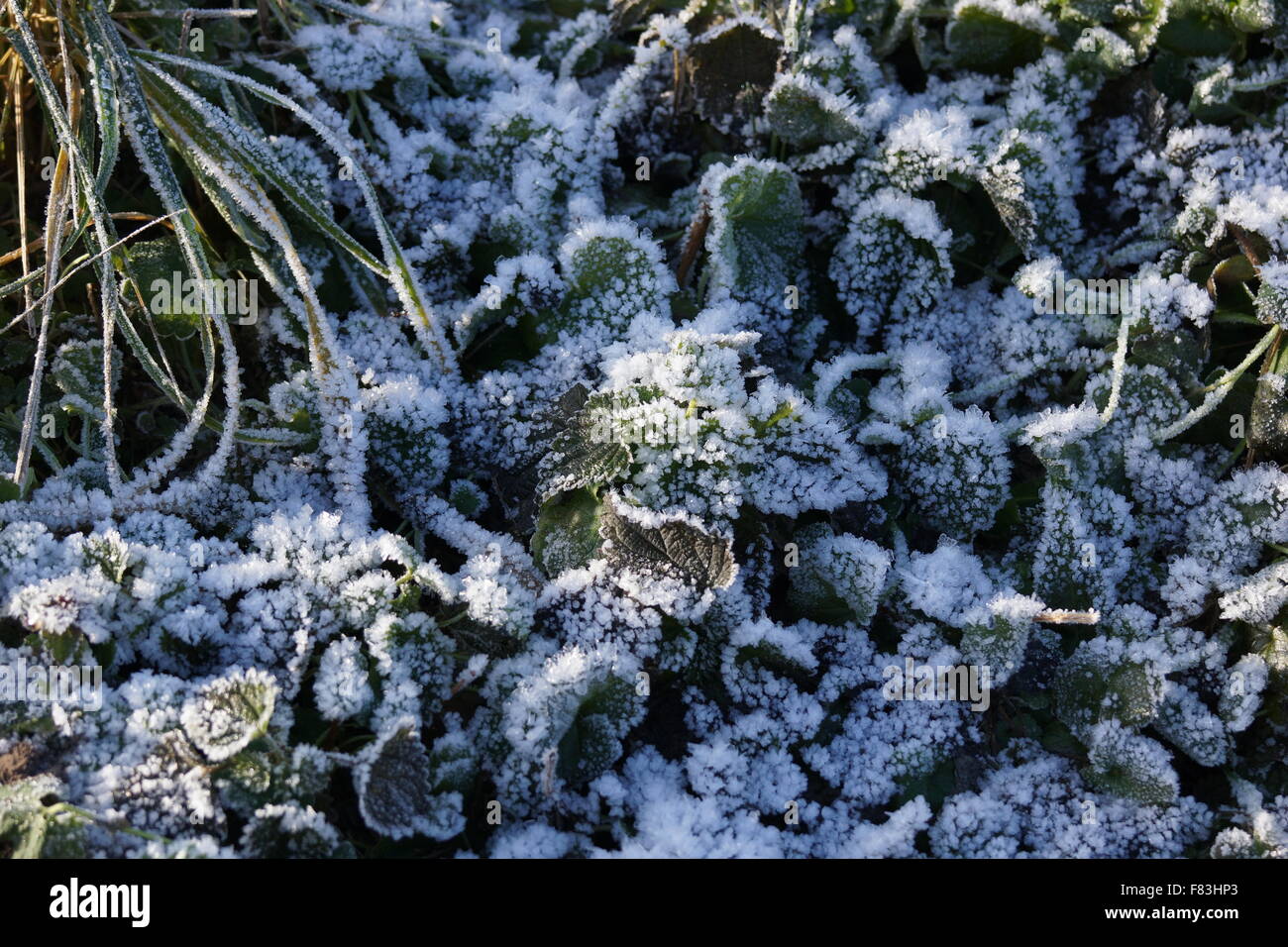 Large crystals of frost on the green grass. Stock Photo