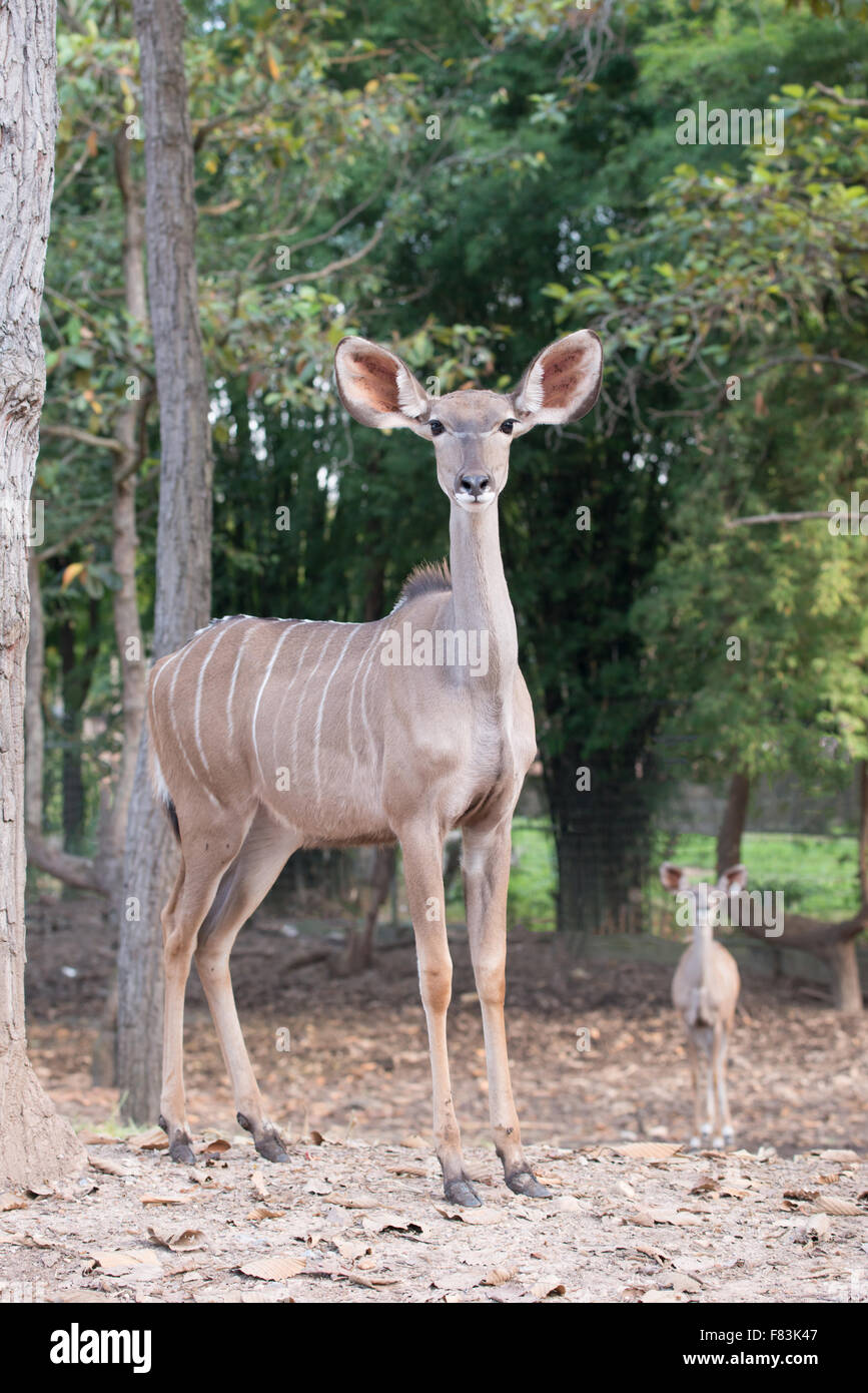 female greater kudu ( tragelaphus strepsiceros ) Stock Photo