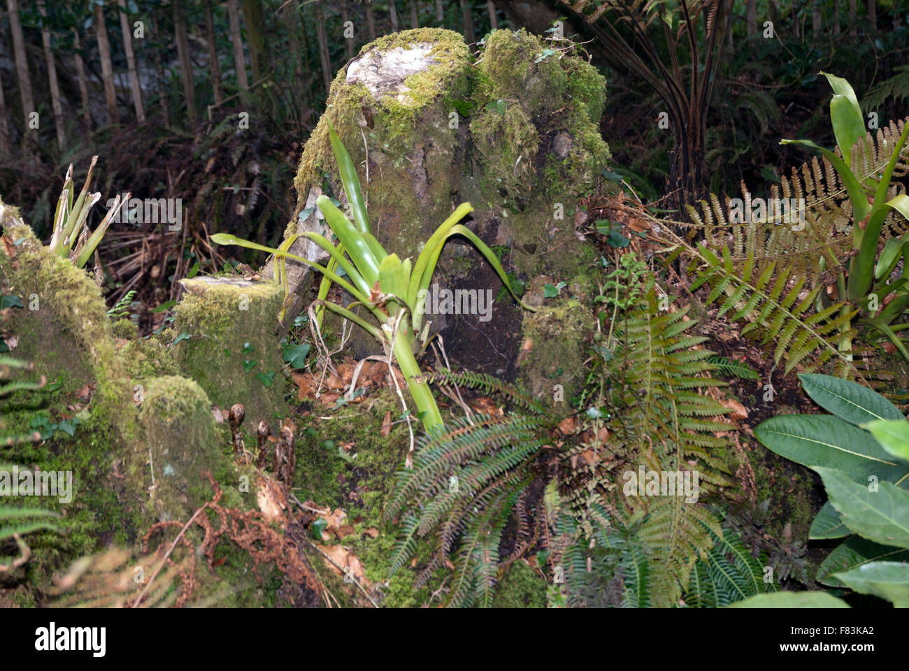 New growth on a decaying tree trunk, Tremenheere Gardens, West Cornwall