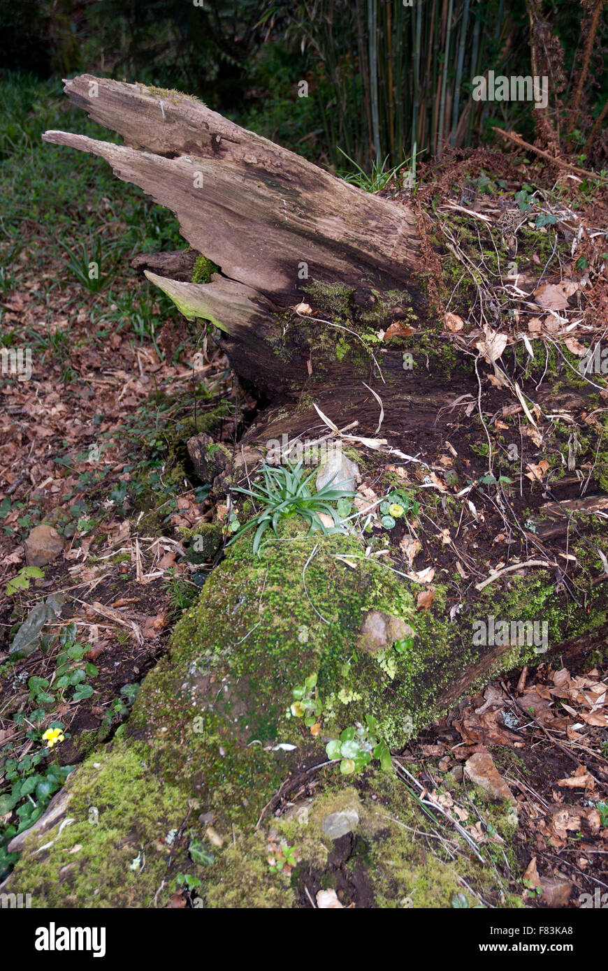 Rotting trunks hires stock photography and images Alamy