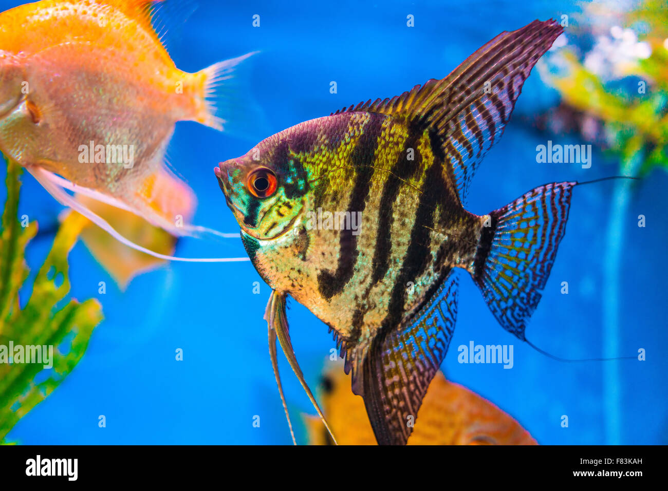 Marbled black and yellow long finned angel fish. Stock Photo