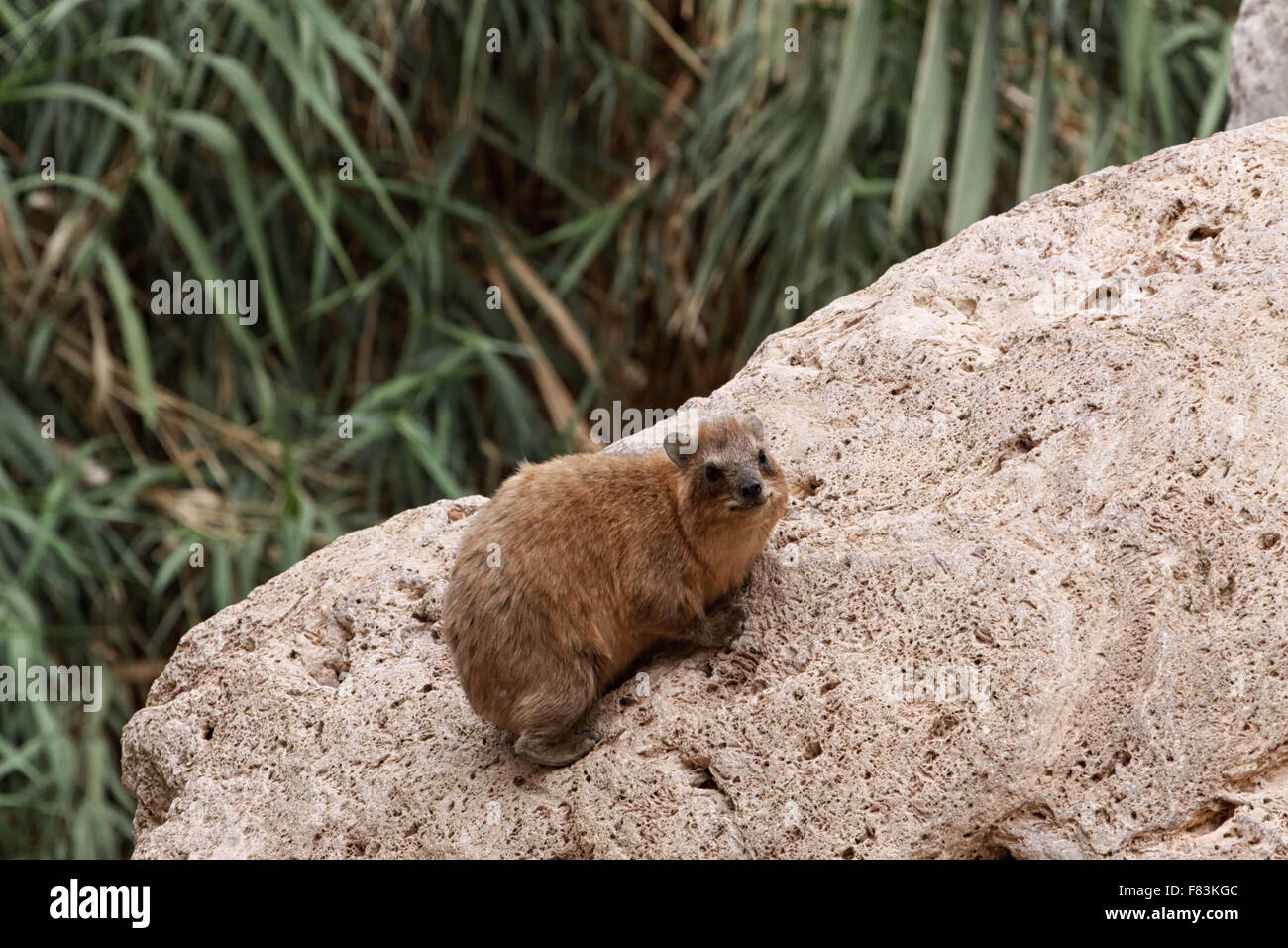 Hyrax This rodent looking animal lives in Ein Gedi in Israel Stock Photo