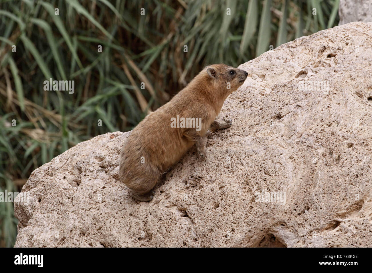 Hyrax This rodent looking animal lives in Ein Gedi in Israel. Stock Photo
