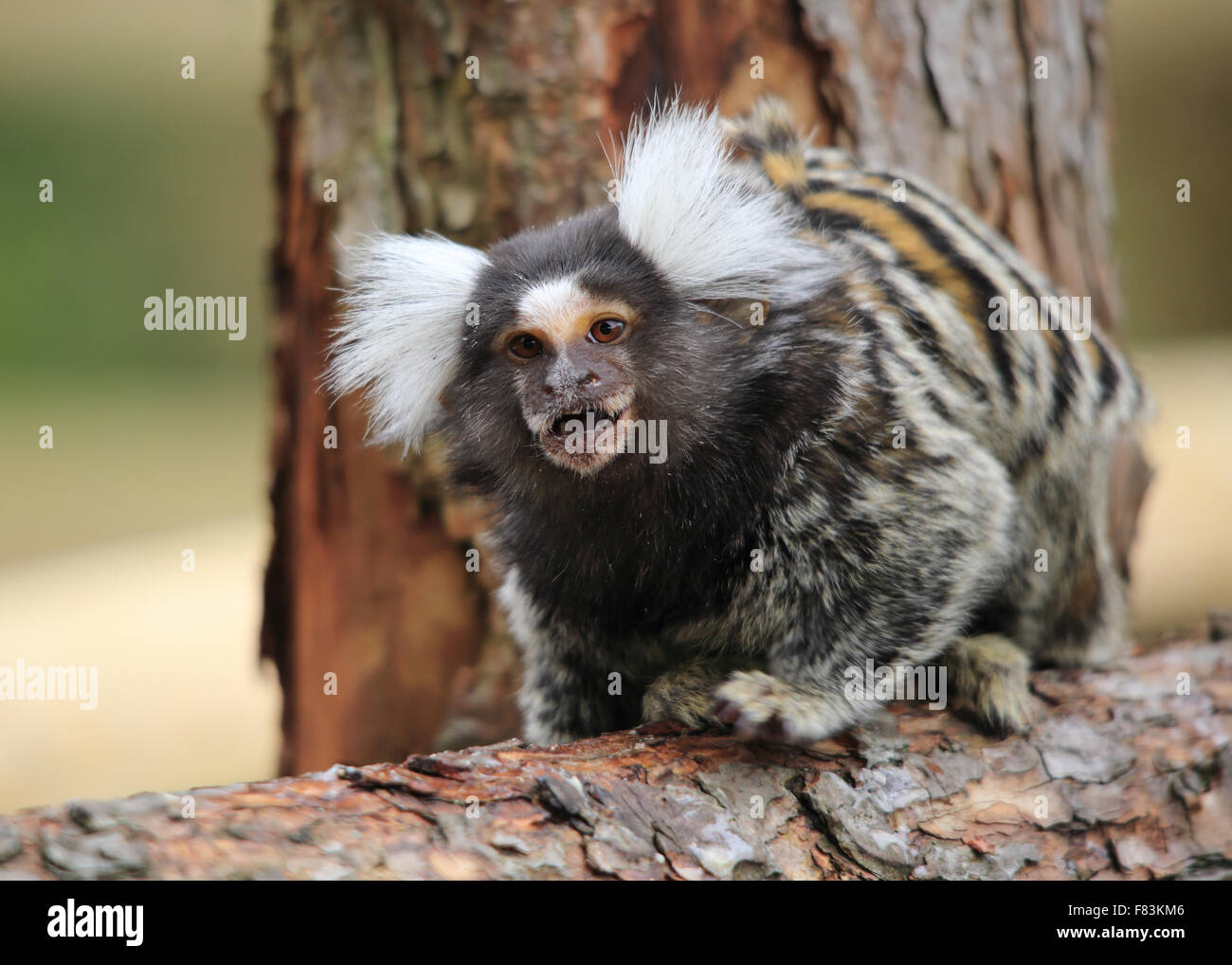 A lovely Common Marmoset on a wooden perch, looking surprised Stock Photo